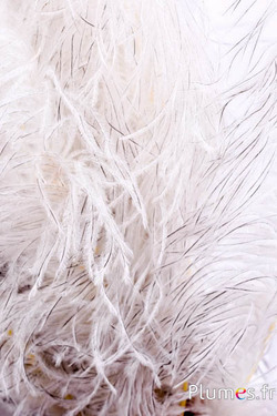 Autruche premium - 50-60 cm - crème-gris naturel